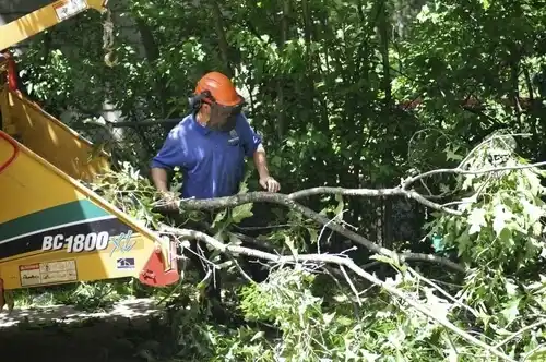 tree services Cavetown
